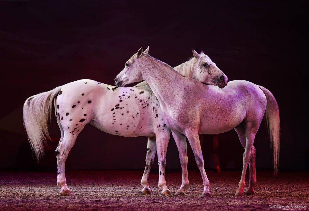 Appassionata - Die Gefährten des Lichts