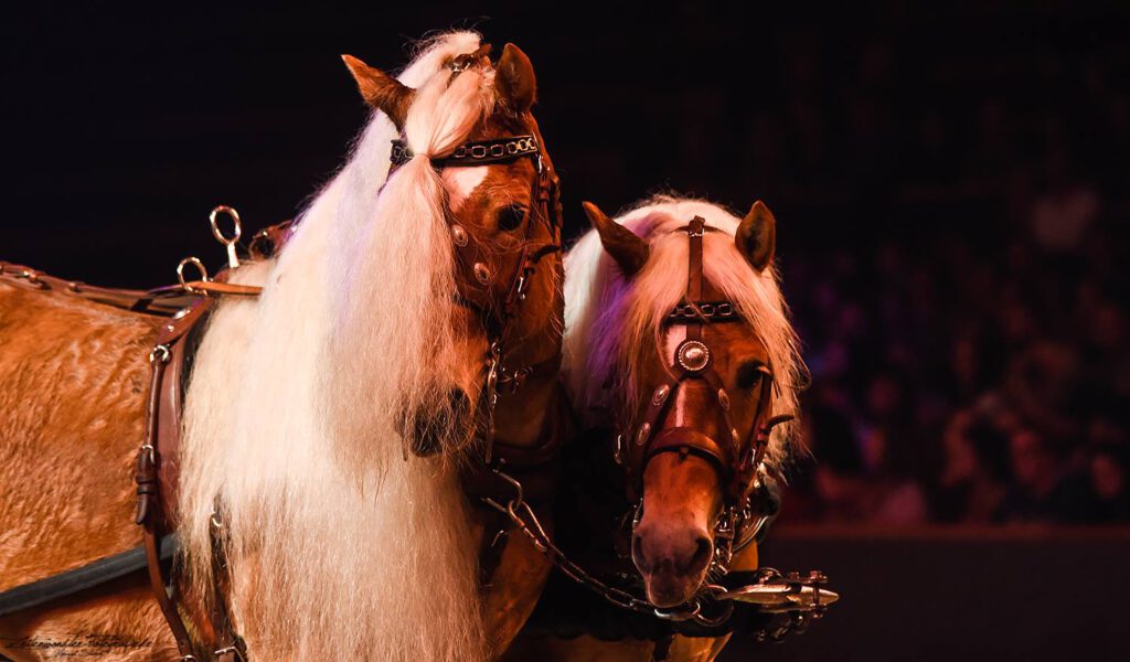 Haflinger Luber bei Cavalluna