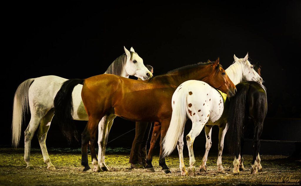 Cavalluna –Pferdegala Saarbrücken