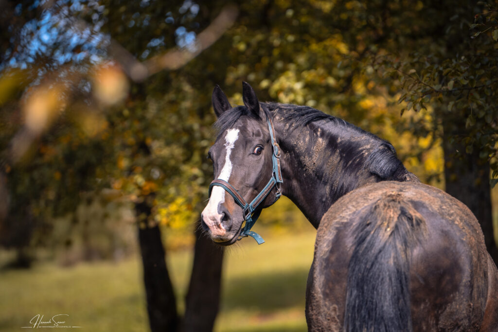 Pferdefotogafie Saarland - Herbstshooting