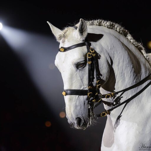 Pferdefotografie Saarbrücken - Cavalluna