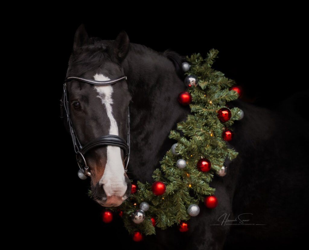 Weihnachtsfoto Pferd - Carlos Magnus Z