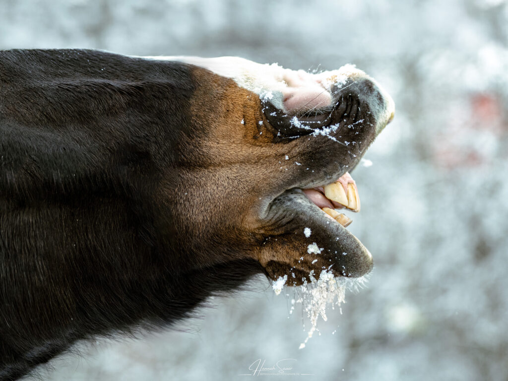 Winterfotoshooting Pferd Saarland